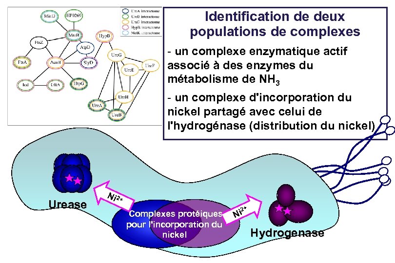 Identification de deux populations de complexes - un complexe enzymatique actif associé à des