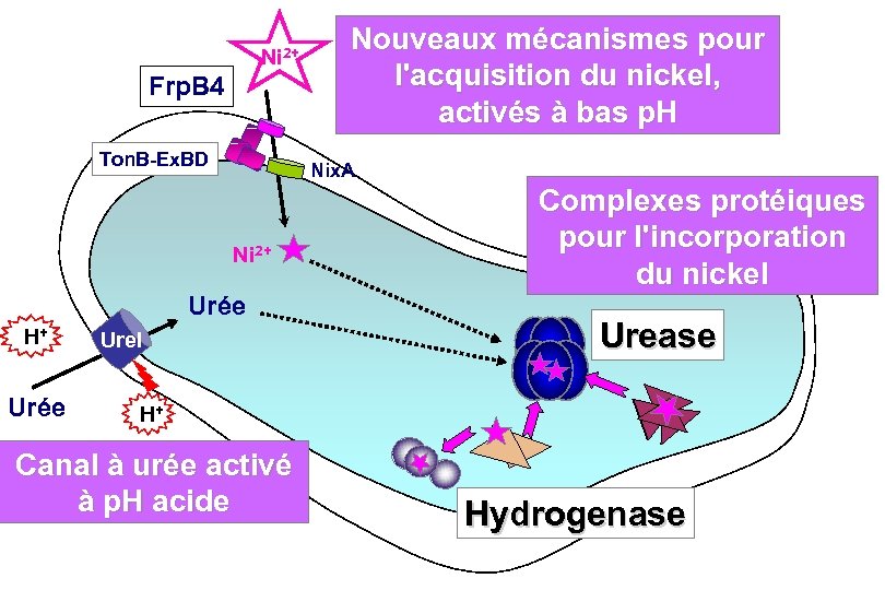 Ni 2+ Frp. B 4 Ton. B-Ex. BD Nix. A Ni 2+ Urée H+