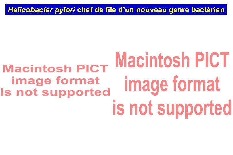 Helicobacter pylori chef de file d’un nouveau genre bactérien 