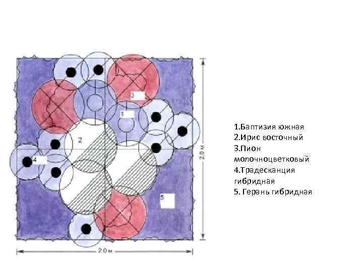 1. Баптизия южная 2. Ирис восточный 3. Пион молочноцветковый 4. Традесканция гибридная 5. Герань