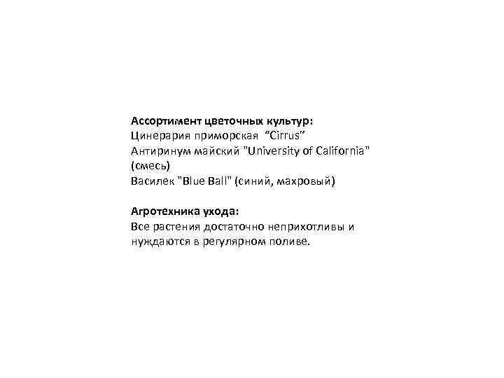 Ассортимент цветочных культур: Цинерария приморская “Cirrus” Антиринум майский "University of California" (смесь) Василек "Blue