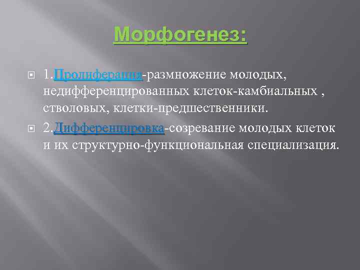 Морфогенез: 1. Пролиферация-размножение молодых, Пролиферация недифференцированных клеток-камбиальных , стволовых, клетки-предшественники. 2. Дифференцировка-созревание молодых клеток