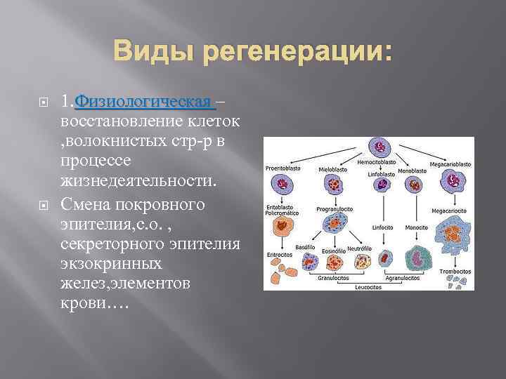 Виды регенерации: 1. Физиологическая – восстановление клеток , волокнистых стр-р в процессе жизнедеятельности. Смена