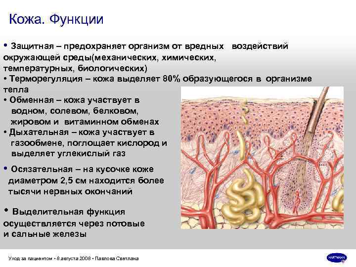 Схема функции кожи