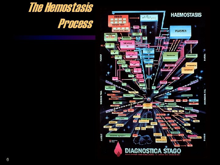 The Hemostasis Process 6 