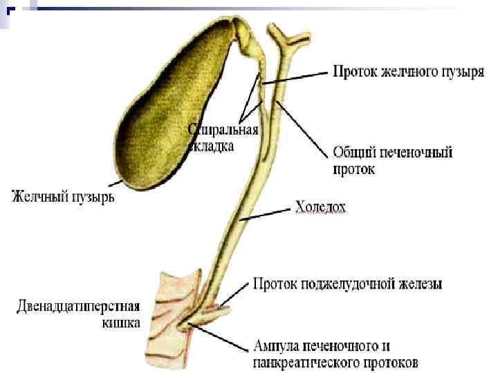 Постхолецистэктомический синдром карта вызова