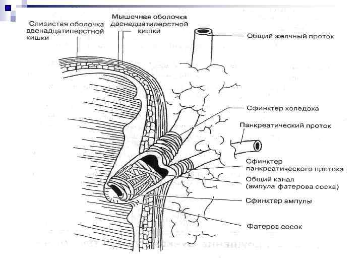 Постхолецистэктомический синдром карта вызова