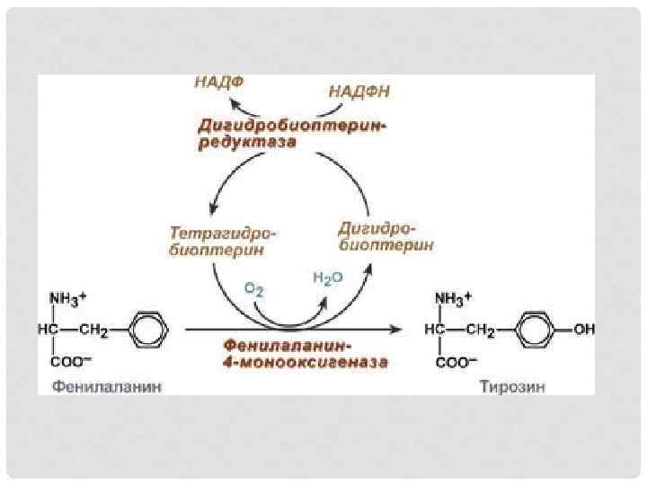 Синтез тирозина. Обмен фенилаланина и тирозина биохимия схема. Схема реакций обмена фенилаланина. Синтез тирозина из фенилаланина реакция. Обмен фенилаланина и тирозина биохимия реакции.