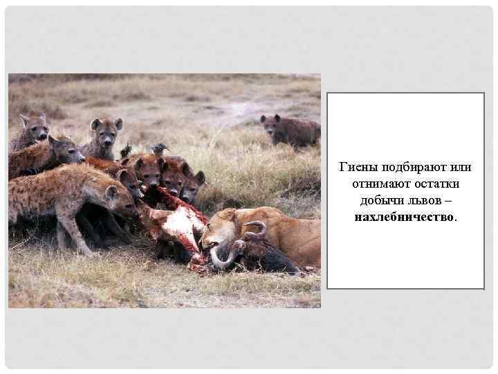 Гиены подбирают или отнимают остатки добычи львов – нахлебничество. 
