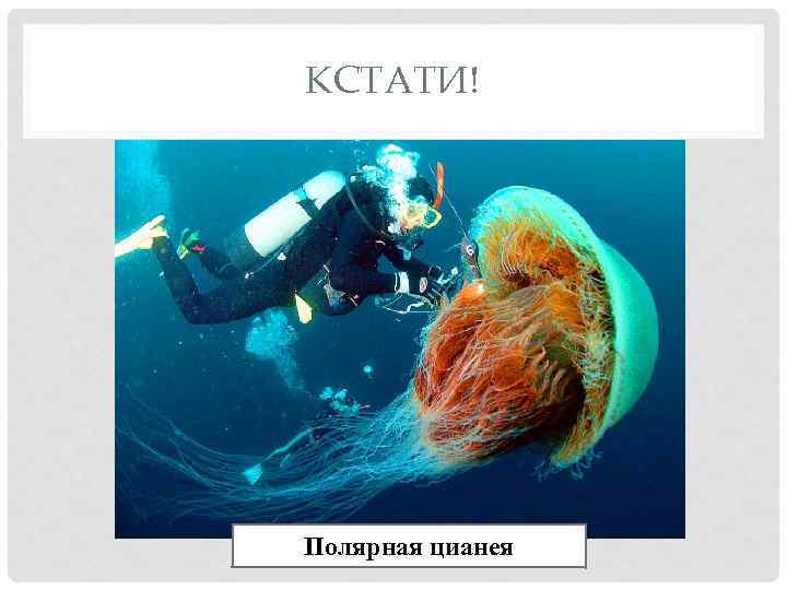 КСТАТИ! Полярная цианея 