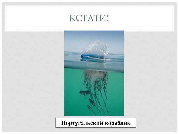 КСТАТИ! Португальский кораблик 