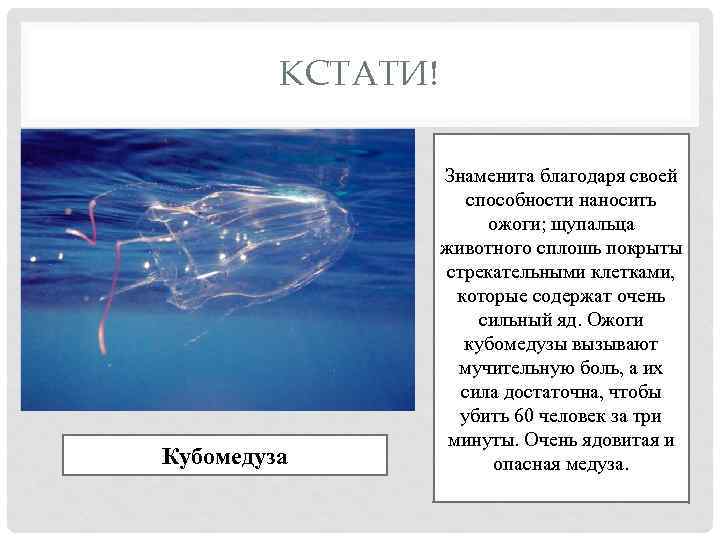 КСТАТИ! Кубомедуза Знаменита благодаря своей способности наносить ожоги; щупальца животного сплошь покрыты стрекательными клетками,