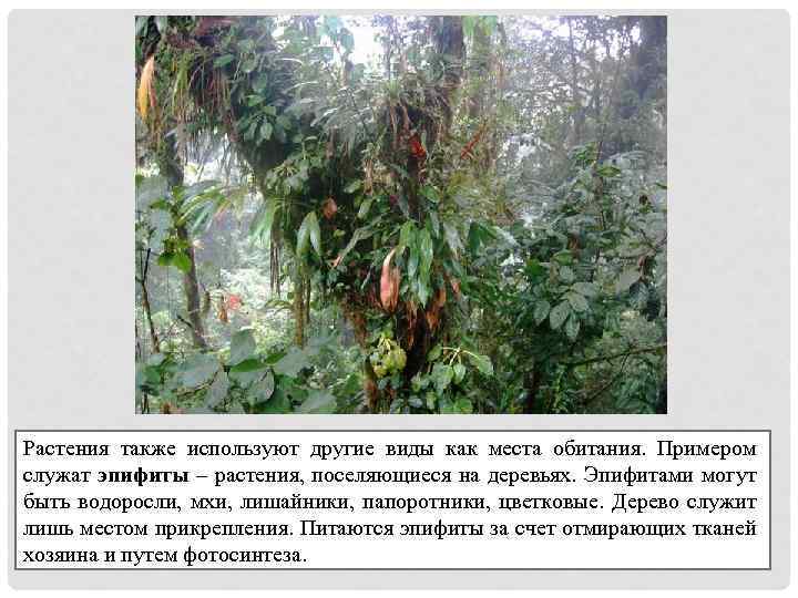 Растения также используют другие виды как места обитания. Примером служат эпифиты – растения, поселяющиеся