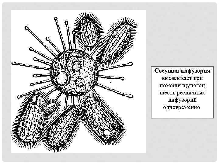 Сосущая инфузория высасывает при помощи щупалец шесть ресничных инфузорий одновременно. 