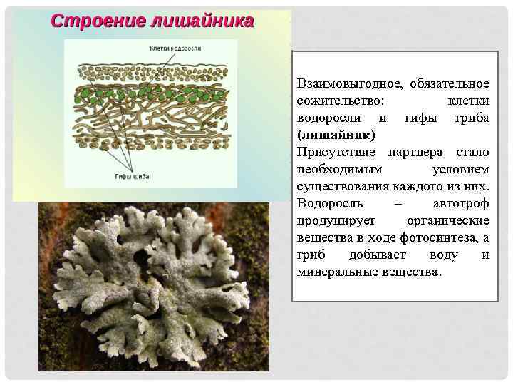 Функции водоросли в лишайнике