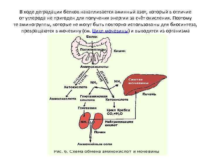 В ходе деградации белков накапливается аминный азот, который в отличие от углерода не пригоден