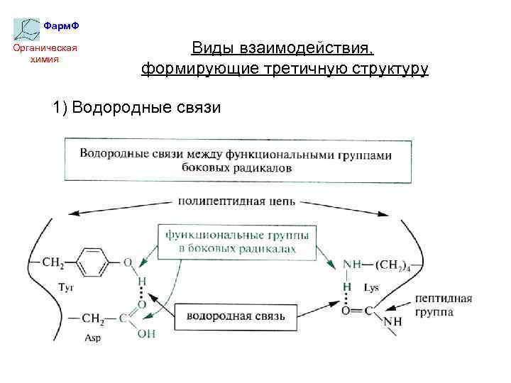 Фарм. Ф Органическая химия Виды взаимодействия, формирующие третичную структуру 1) Водородные связи 