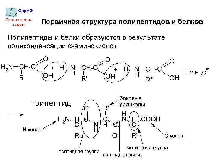 Фарм. Ф Органическая химия Первичная структура полипептидов и белков Полипептиды и белки образуются в