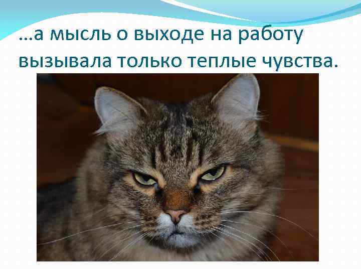 …а мысль о выходе на работу вызывала только теплые чувства. 