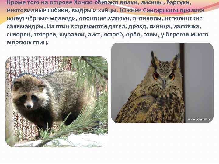 Кроме того на острове Хонсю обитают волки, лисицы, барсуки, енотовидные собаки, выдры и зайцы.