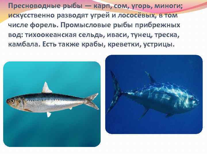 Пресноводные рыбы — карп, сом, угорь, миноги; искусственно разводят угрей и лососёвых, в том