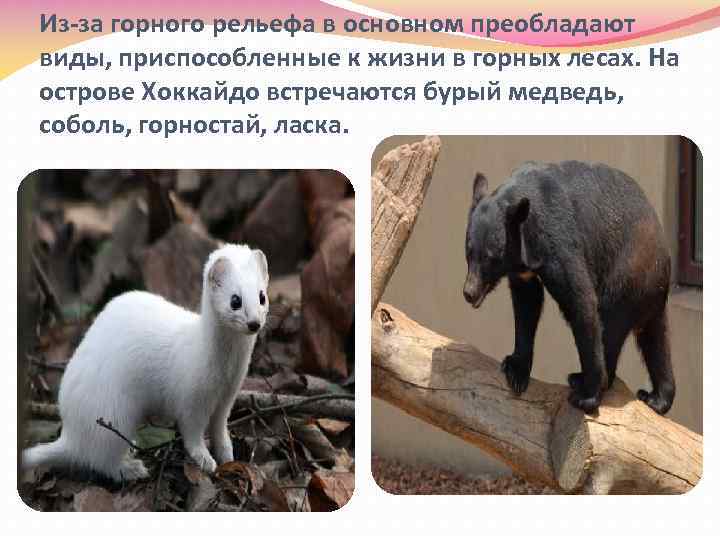 Из-за горного рельефа в основном преобладают виды, приспособленные к жизни в горных лесах. На