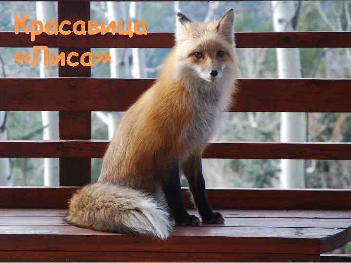 Красавица «Лиса» 
