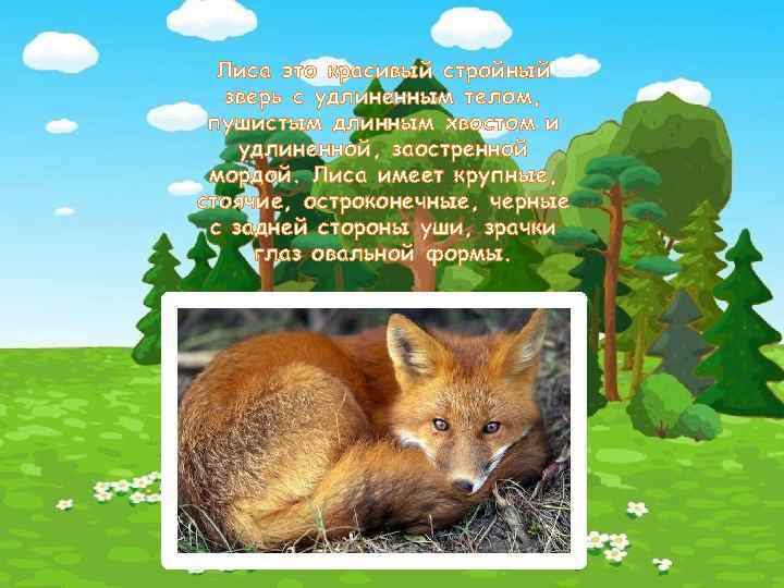 Лиса это красивый стройный зверь с удлиненным телом, пушистым длинным хвостом и удлиненной, заостренной