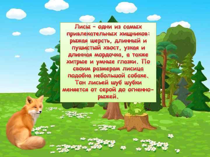 Лисы – одни из самых привлекательных хищников: рыжая шерсть, длинный и пушистый хвост, узкая