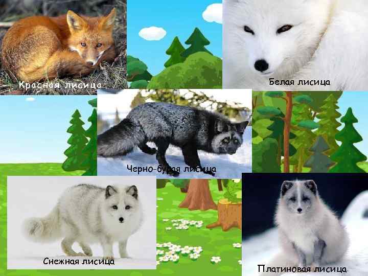 Белая лисица Красная лисица Черно-бурая лисица Снежная лисица Платиновая лисица 