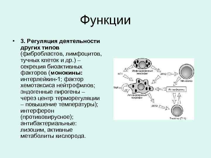 Функции • 3. Регуляция деятельности других типов (фибробластов, лимфоцитов, тучных клеток и др. )