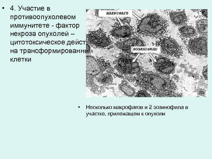  • 4. Участие в противоопухолевом иммунитете - фактор некроза опухолей – цитотоксическое действие