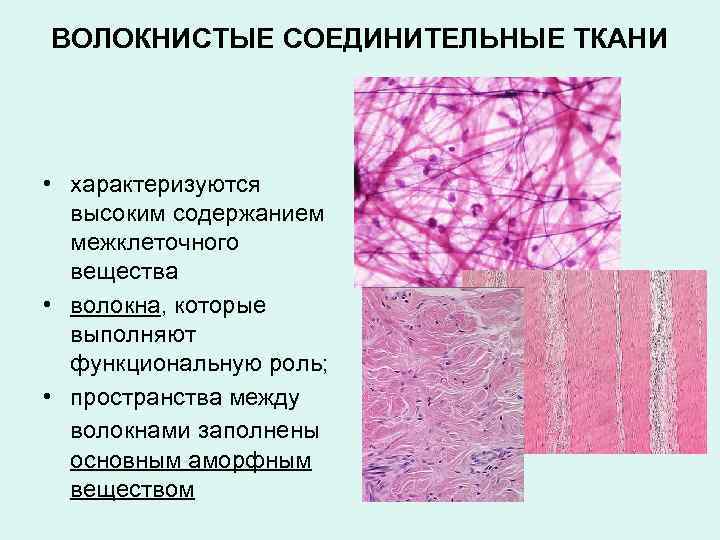 ВОЛОКНИСТЫЕ СОЕДИНИТЕЛЬНЫЕ ТКАНИ • характеризуются высоким содержанием межклеточного вещества • волокна, которые выполняют функциональную