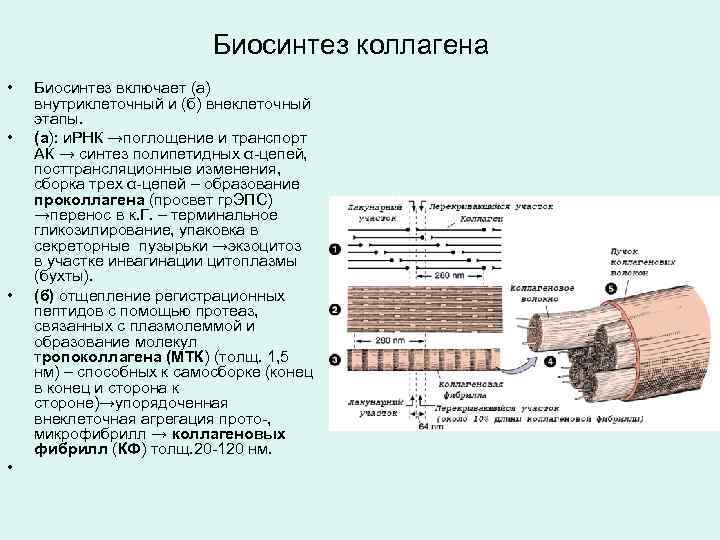 Схема внутриклеточного этапа синтеза коллагена