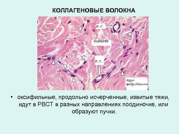 КОЛЛАГЕНОВЫЕ ВОЛОКНА • оксифильные, продольно исчерченные, извитые тяжи, идут в РВСТ в разных направлениях