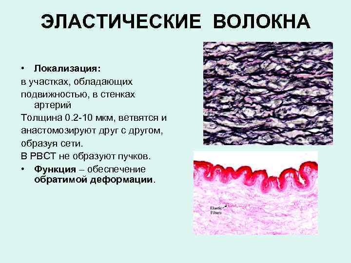 ЭЛАСТИЧЕСКИЕ ВОЛОКНА • Локализация: в участках, обладающих подвижностью, в стенках артерий Толщина 0. 2