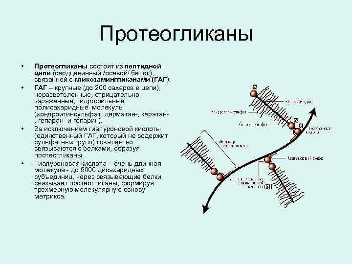 Протеогликаны • • Протеогликаны состоят из пептидной цепи (сердцевинный /осевой/ белок), связанной с гликозамингликанами