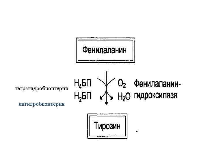 тетрагидробиоптерин дигидробиоптерин 