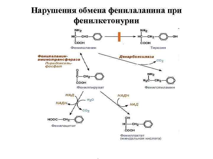 Содержание фенилаланина