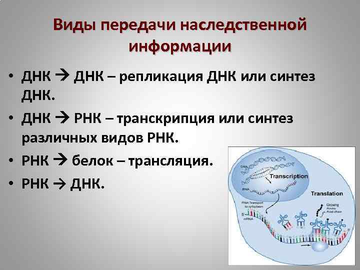 Виды передачи наследственной информации • ДНК – репликация ДНК или синтез ДНК. • ДНК