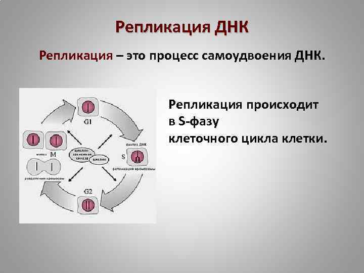 Репликация ДНК Репликация – это процесс самоудвоения ДНК. Репликация происходит в S-фазу клеточного цикла