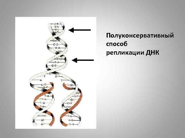 Полуконсервативный способ репликации ДНК 
