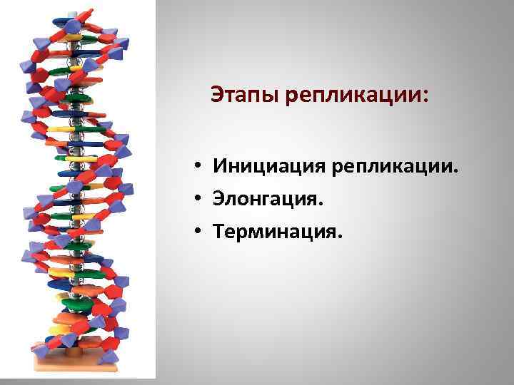Этапы репликации: • Инициация репликации. • Элонгация. • Терминация. 