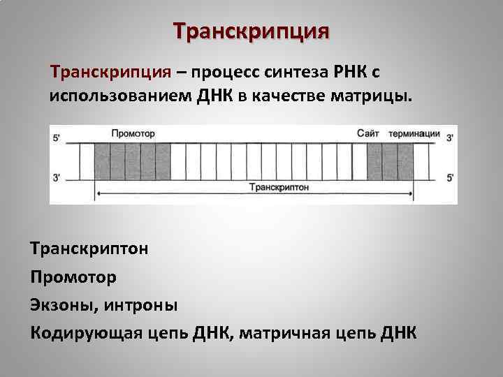 Транскрипция – процесс синтеза РНК с использованием ДНК в качестве матрицы. Транскриптон Промотор Экзоны,