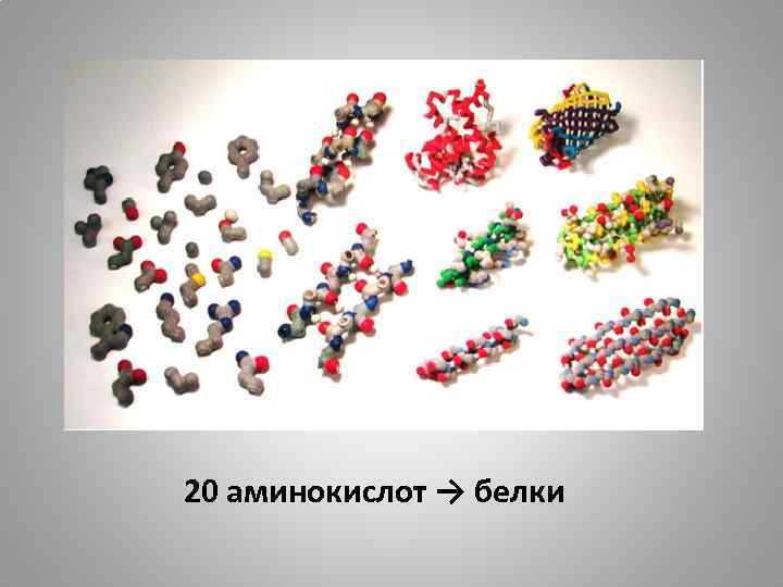 20 аминокислот → белки 