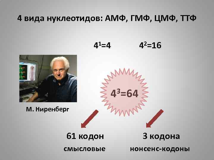 4 вида нуклеотидов: АМФ, ГМФ, ЦМФ, ТТФ 41=4 42=16 43=64 М. Ниренберг 61 кодон