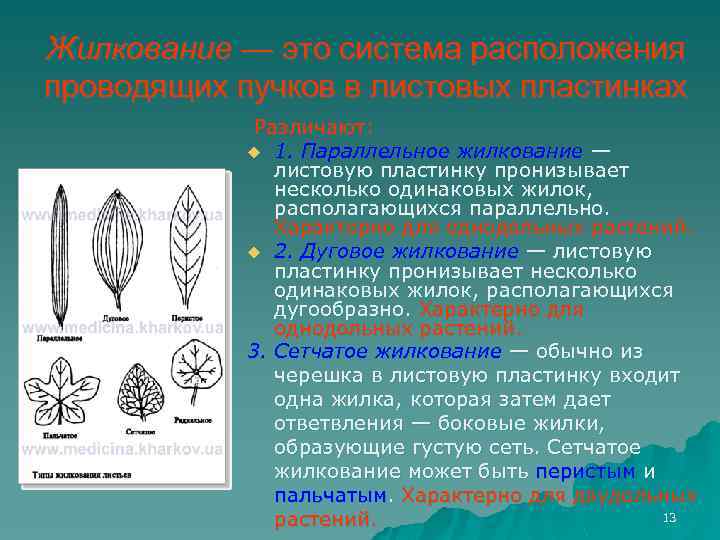 Жилкование — это система расположения проводящих пучков в листовых пластинках Различают: u 1. Параллельное