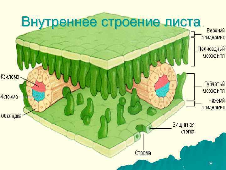 Внутреннее строение листа. 14 