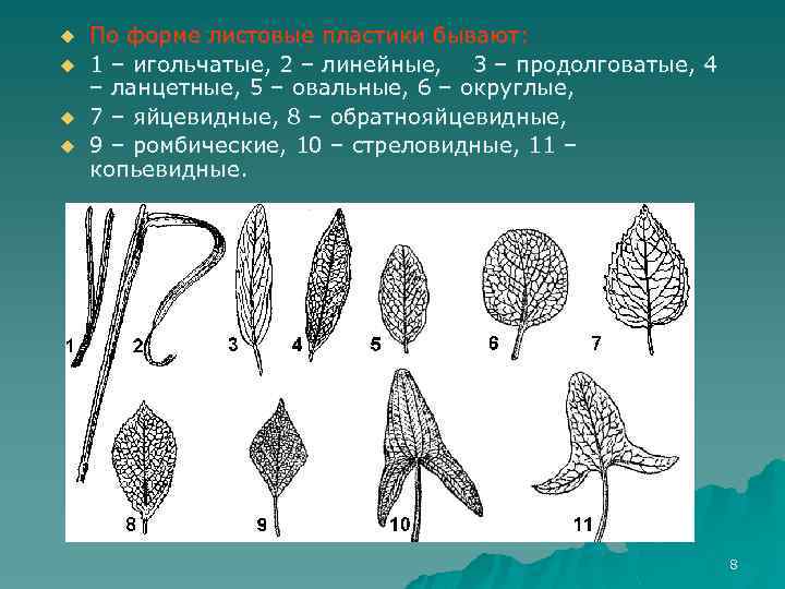 u u По форме листовые пластики бывают: 1 – игольчатые, 2 – линейные, 3