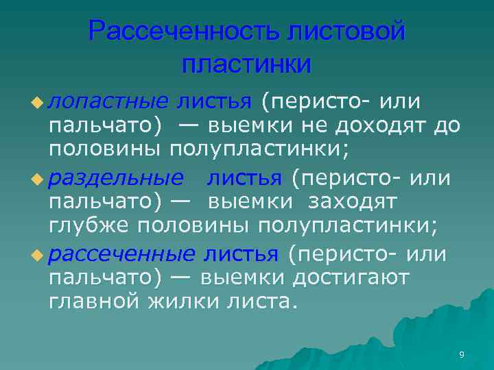 Рассеченность листовой пластинки u лопастные листья (перисто- или пальчато) — выемки не доходят до